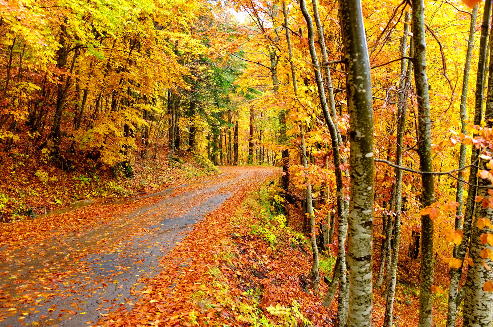 Wallpapers road in the forest trees yellow foliage on the desktop