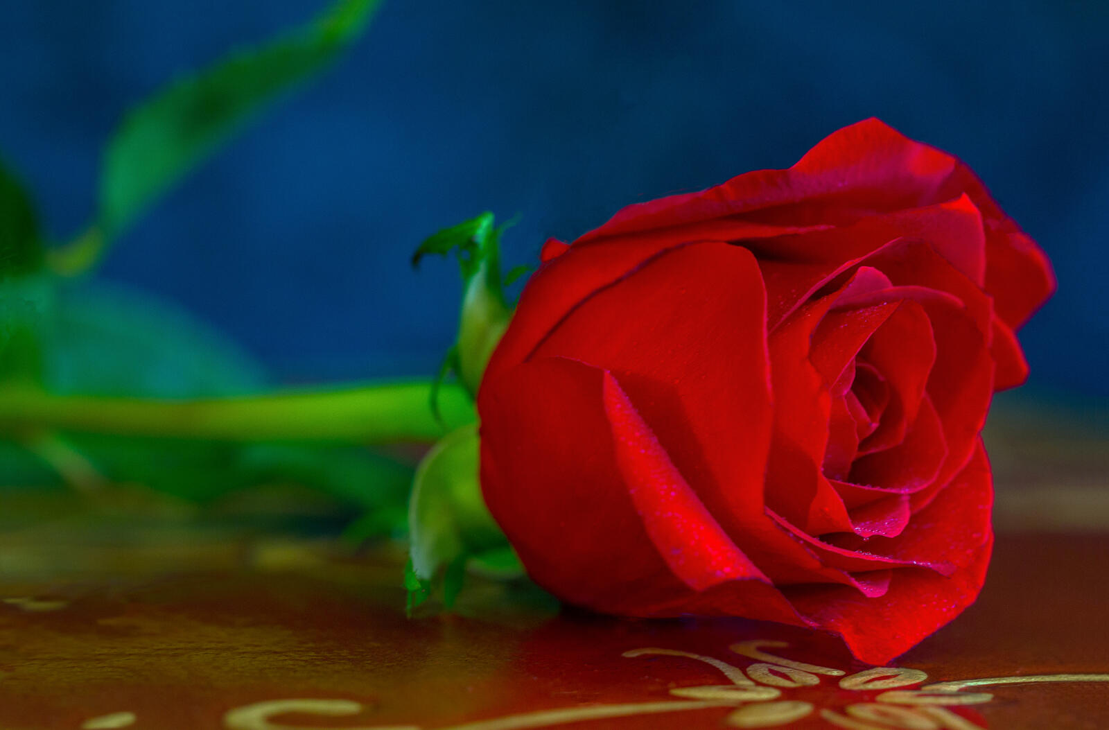 Обои одинокая роза красный бутон макро на рабочий стол
