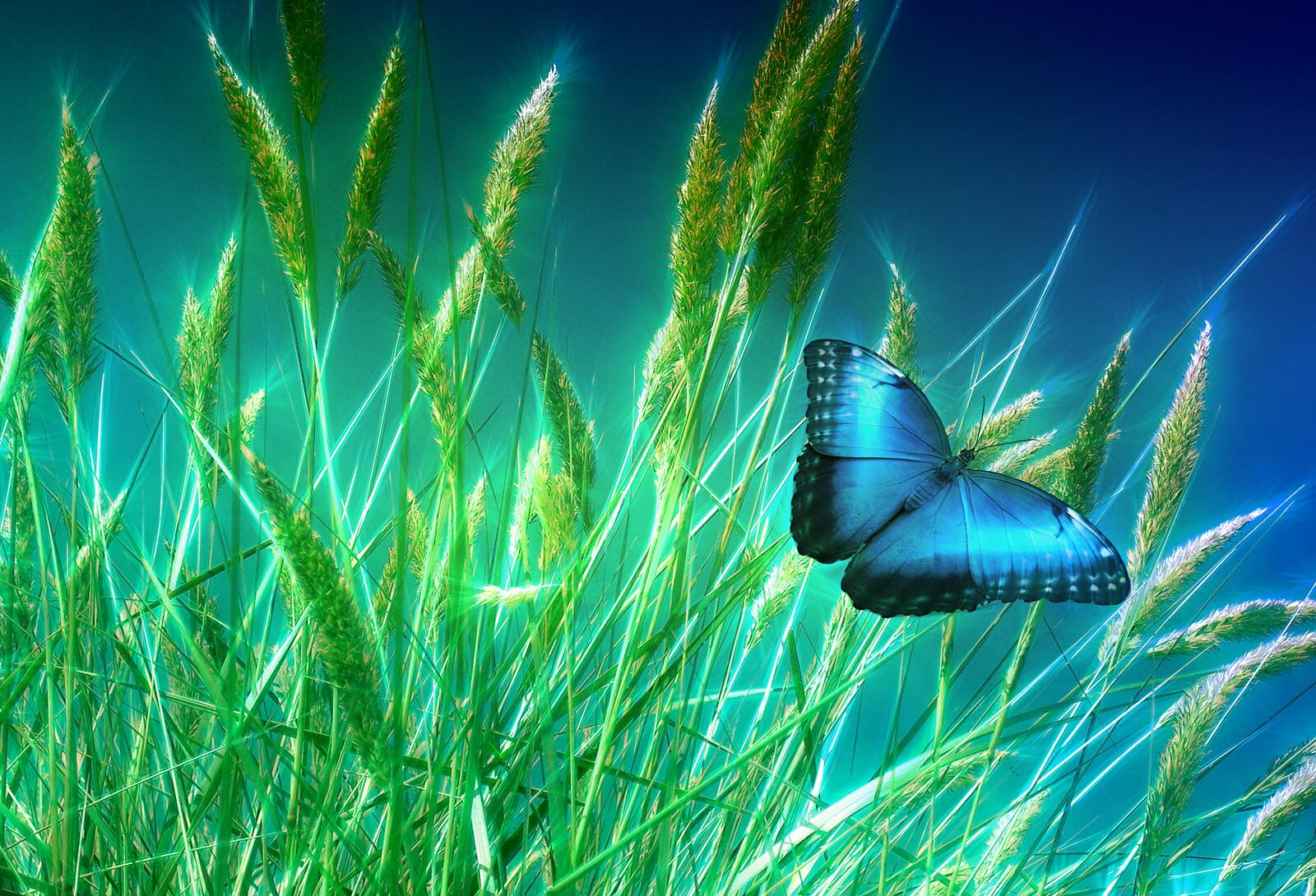 Wallpapers grass butterfly plants on the desktop