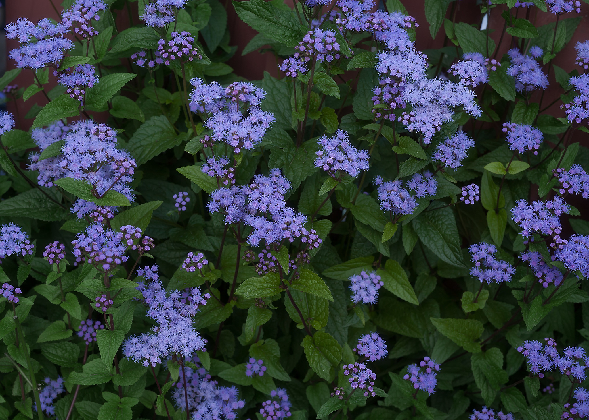 Wallpapers Hardy Ageratum hardy Ageratum flowers on the desktop