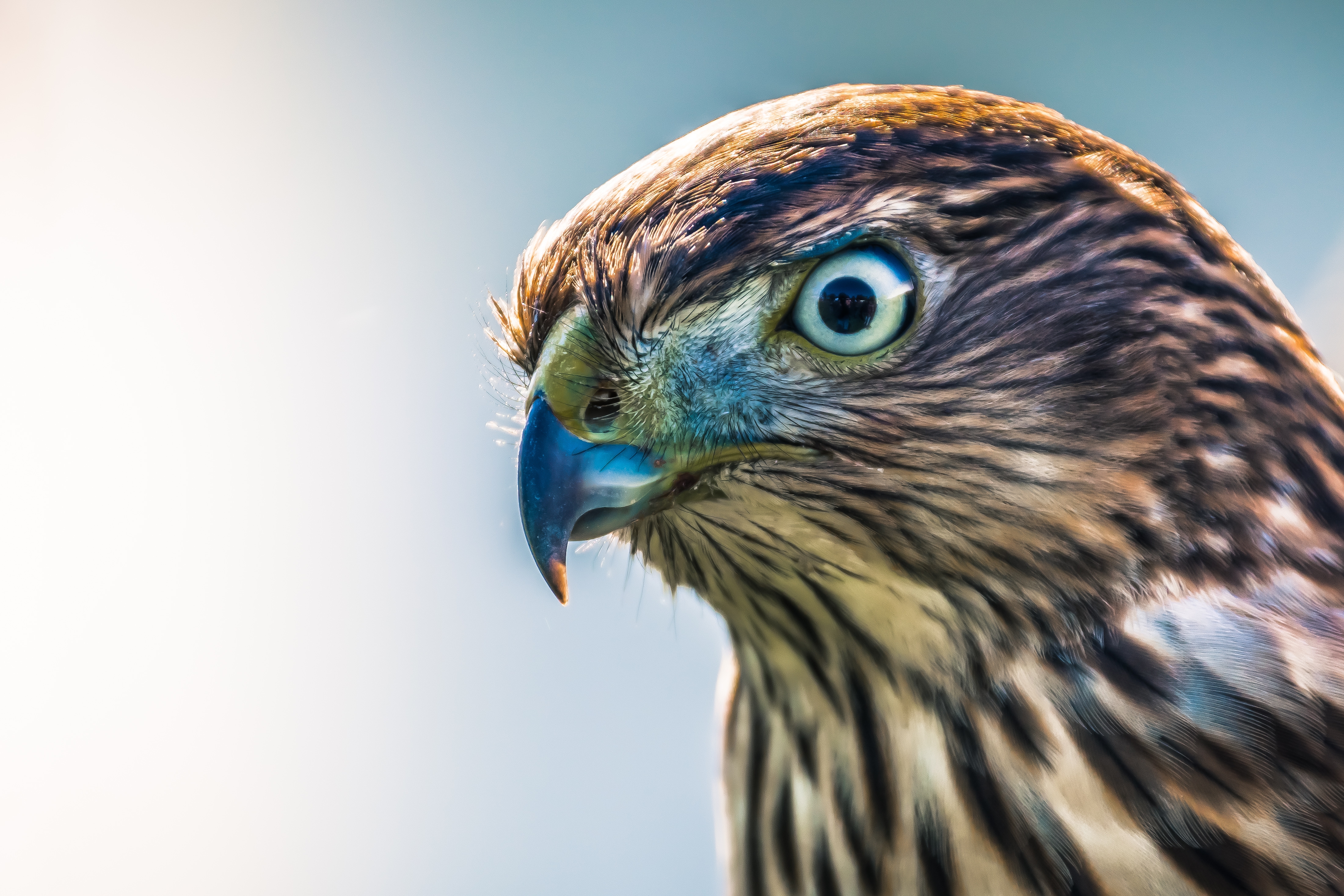 Wallpapers hawk feathers predator birds on the desktop