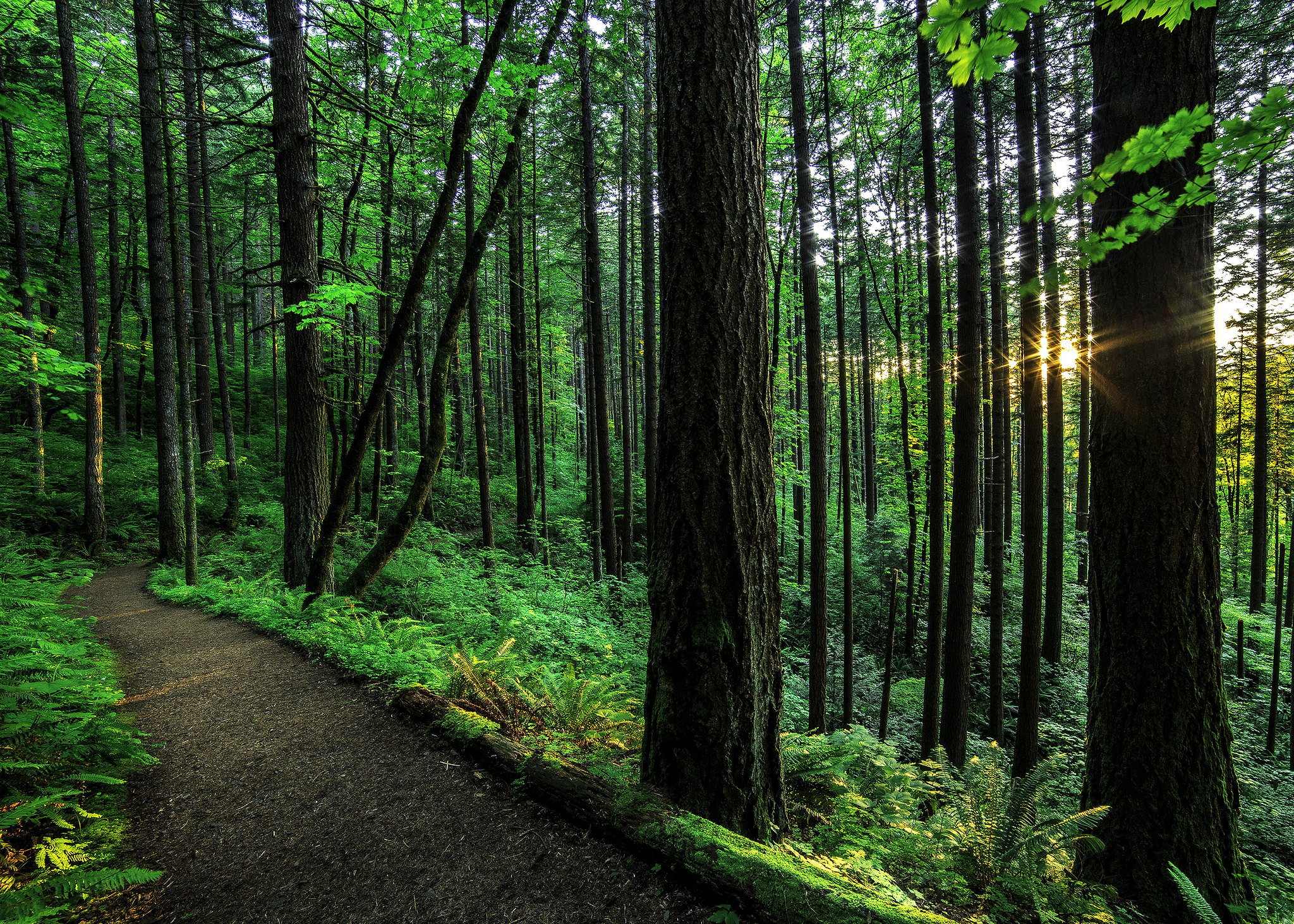 Бесплатное фото Тропинка на склоне горы в лесу