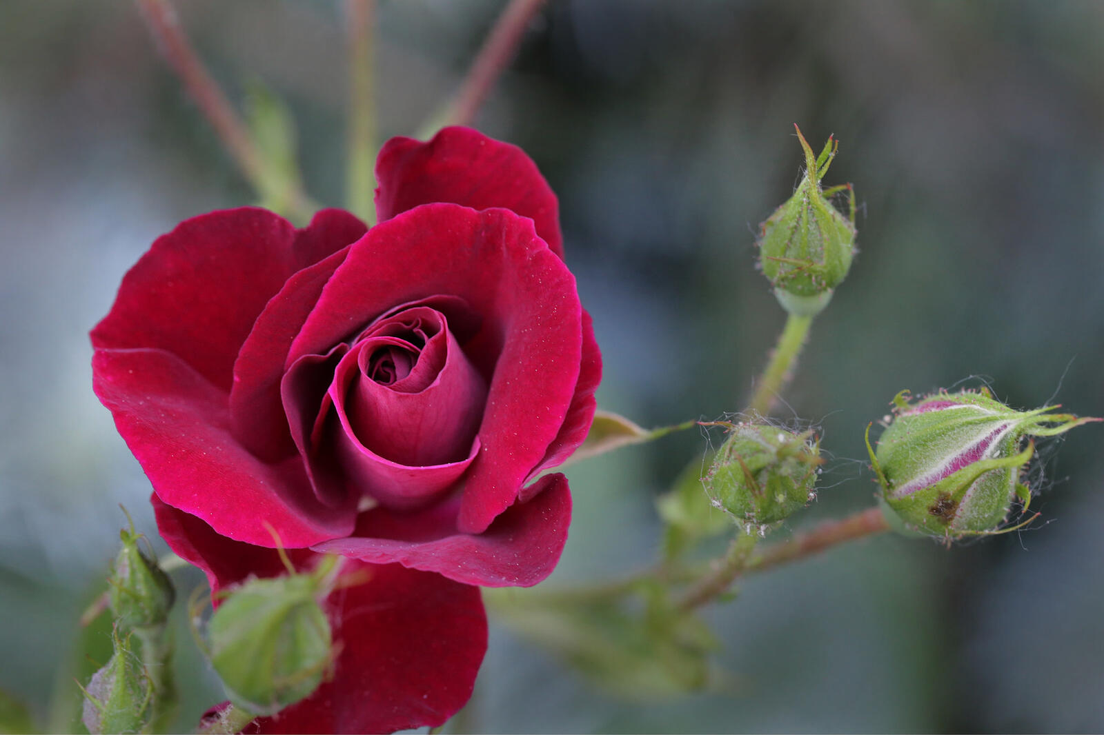 Бесплатное фото Распущенная роза