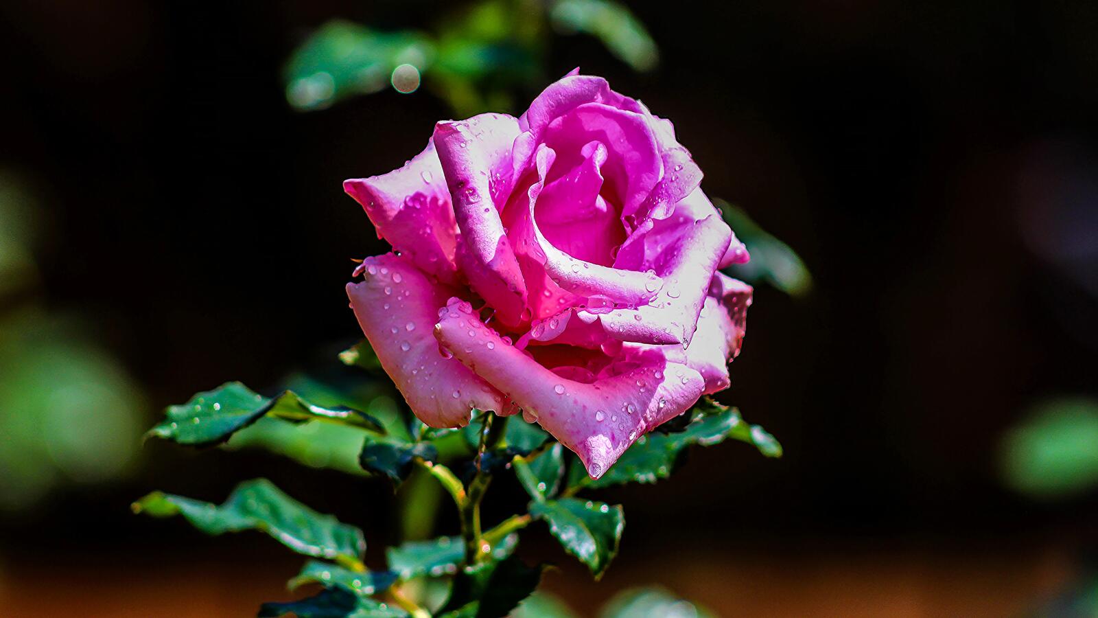 Обои розовый бутон роса розовая роза на рабочий стол