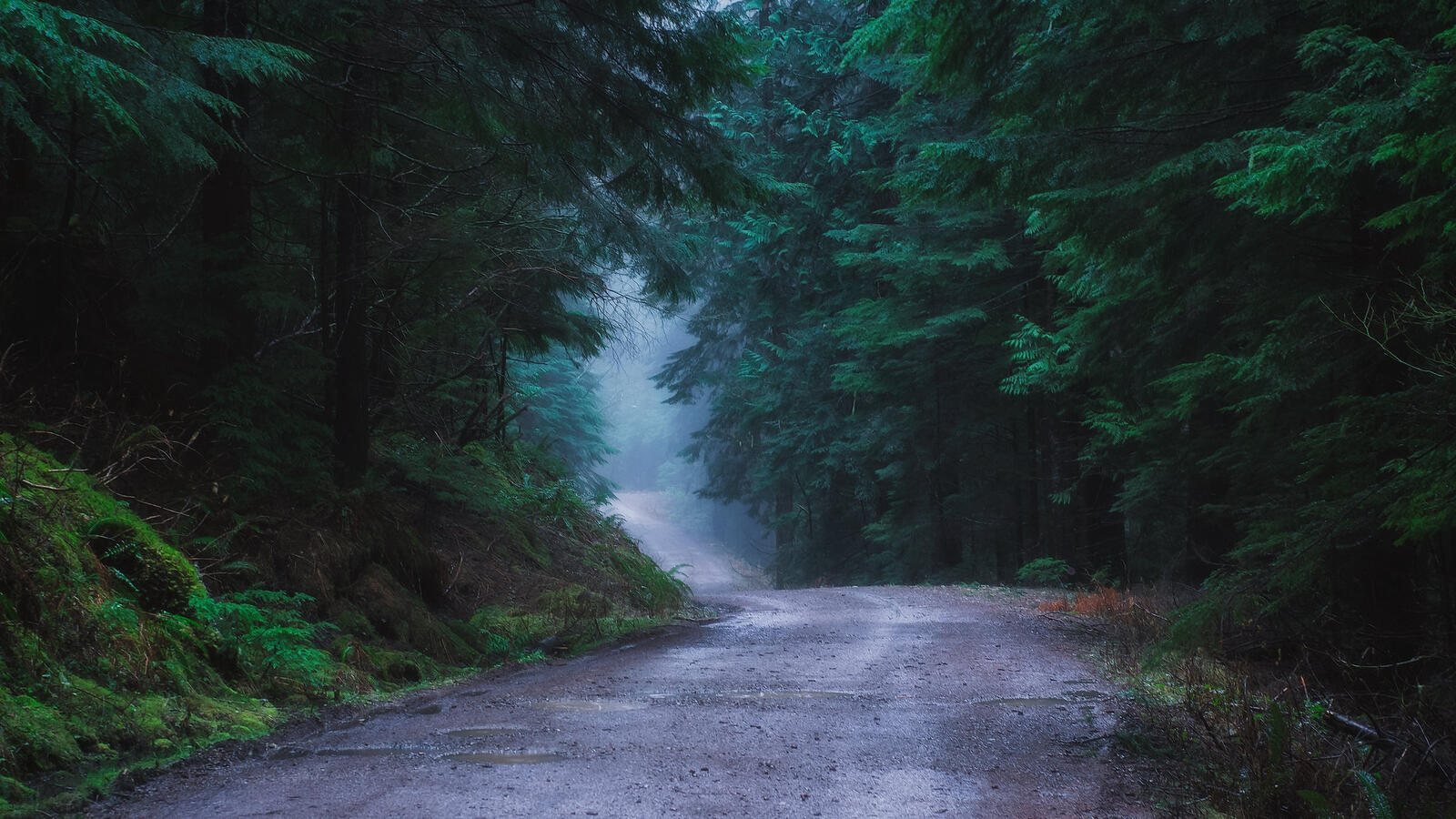 Free photo A road in a dark forest