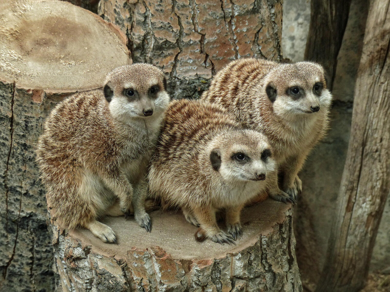 Free photo Three meerkats on the stump
