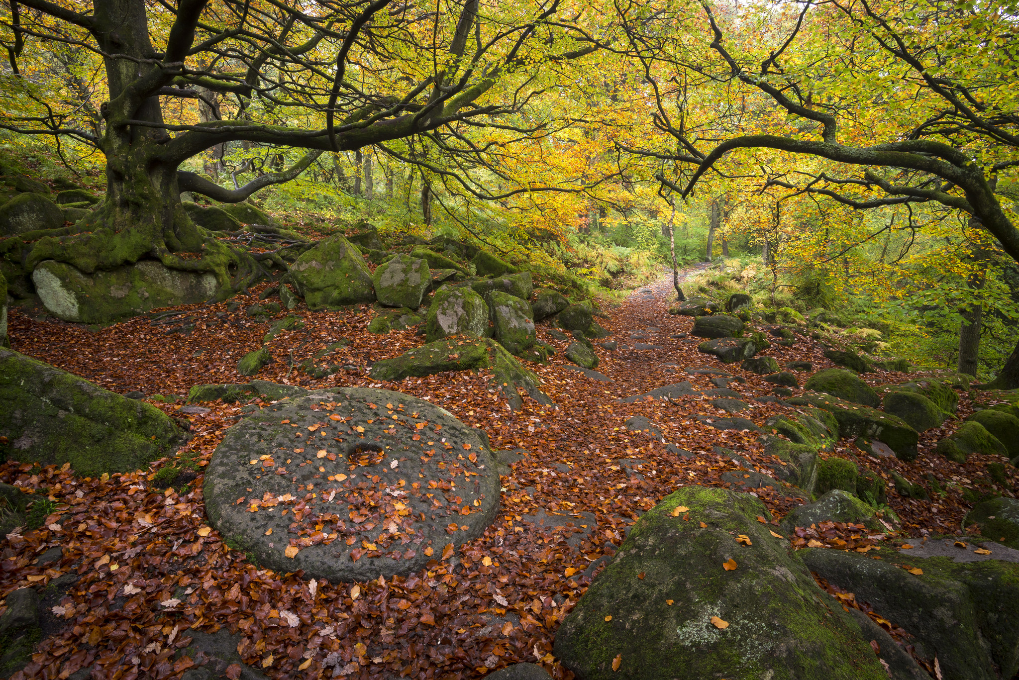 免费照片秋天的森林