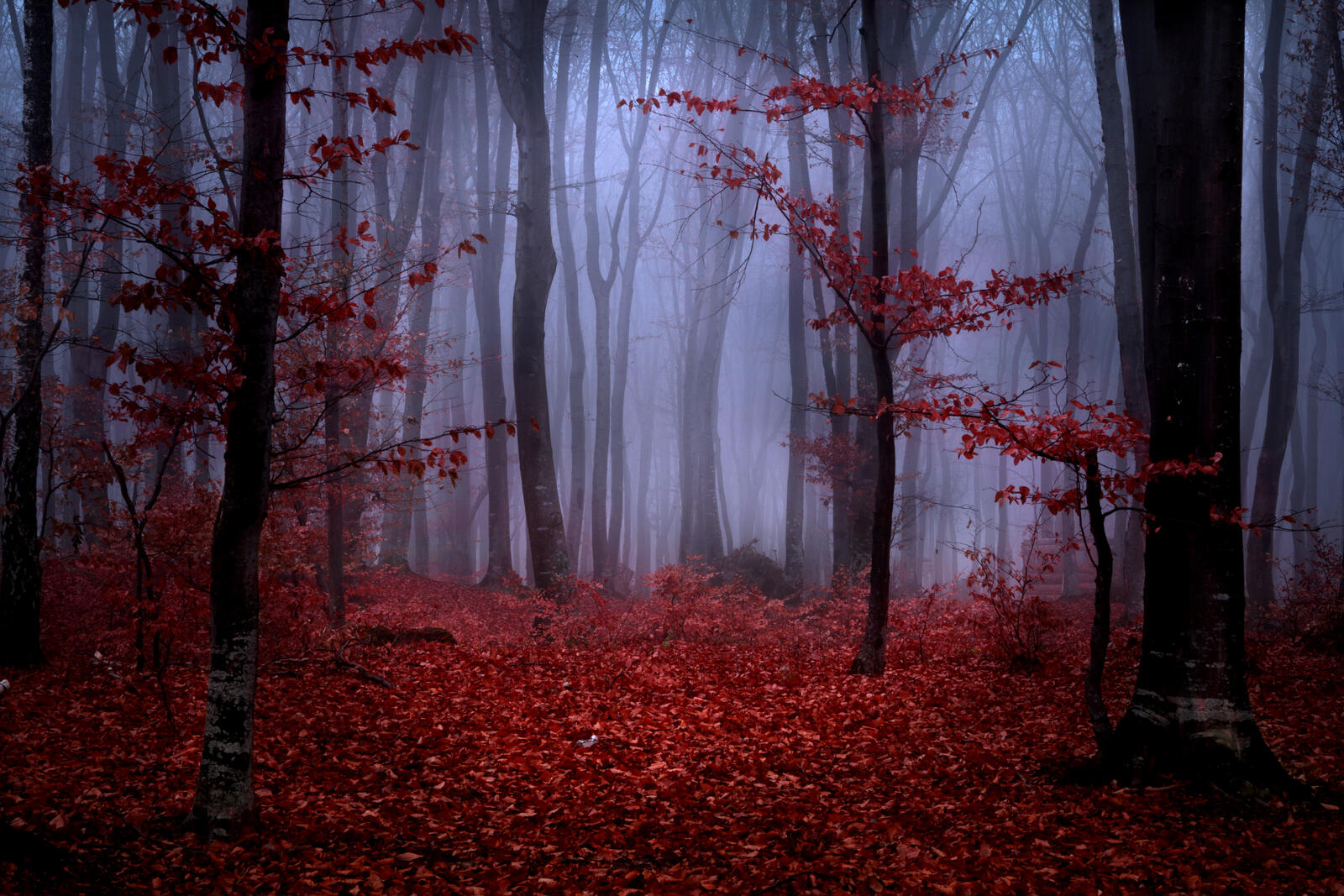 Wallpapers red nature maroon on the desktop
