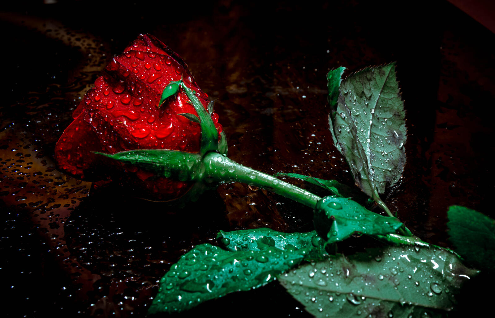 桌面上的壁纸玫瑰 花 雨滴