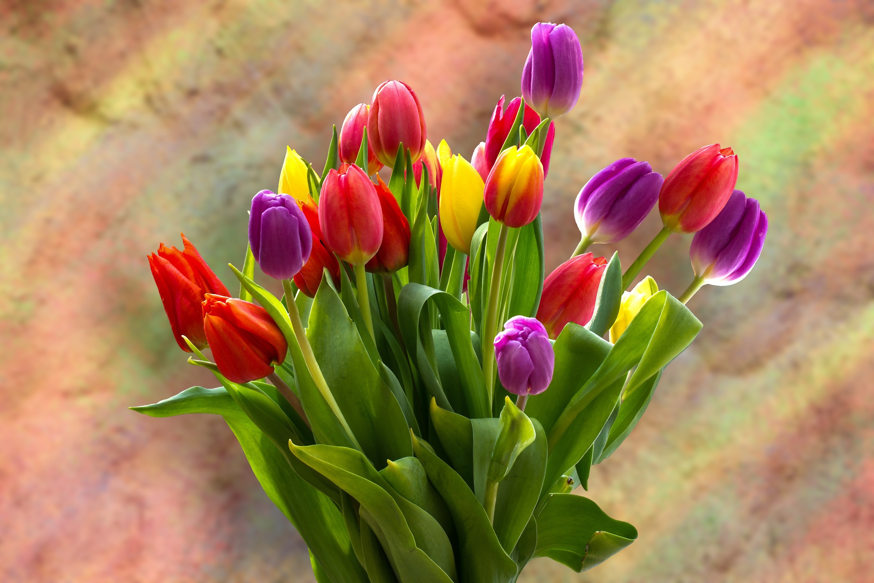 Types of tulips - free photo