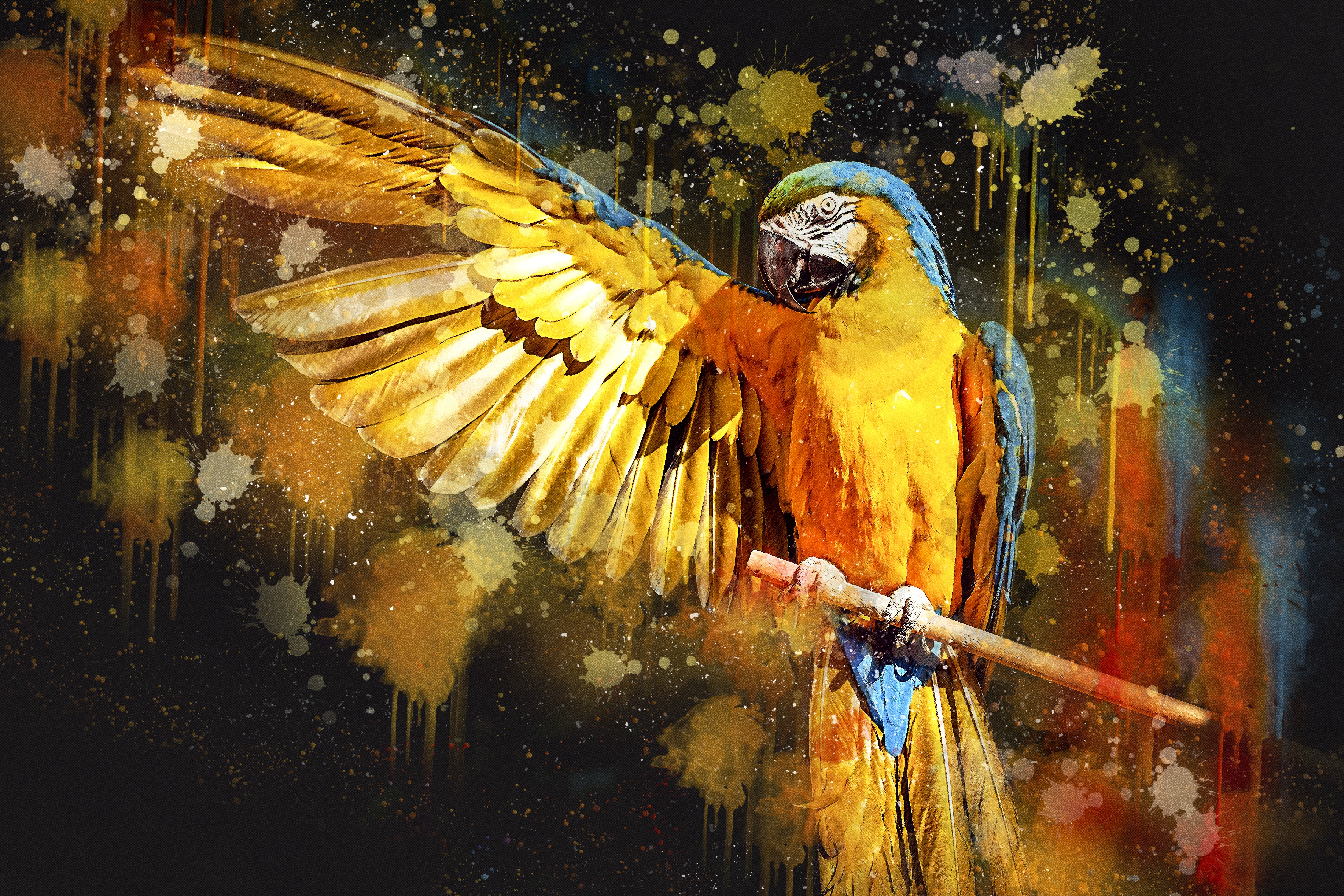 Free photo Macaw Parrot