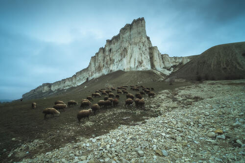 A flock of sheep at the foot of White Rock