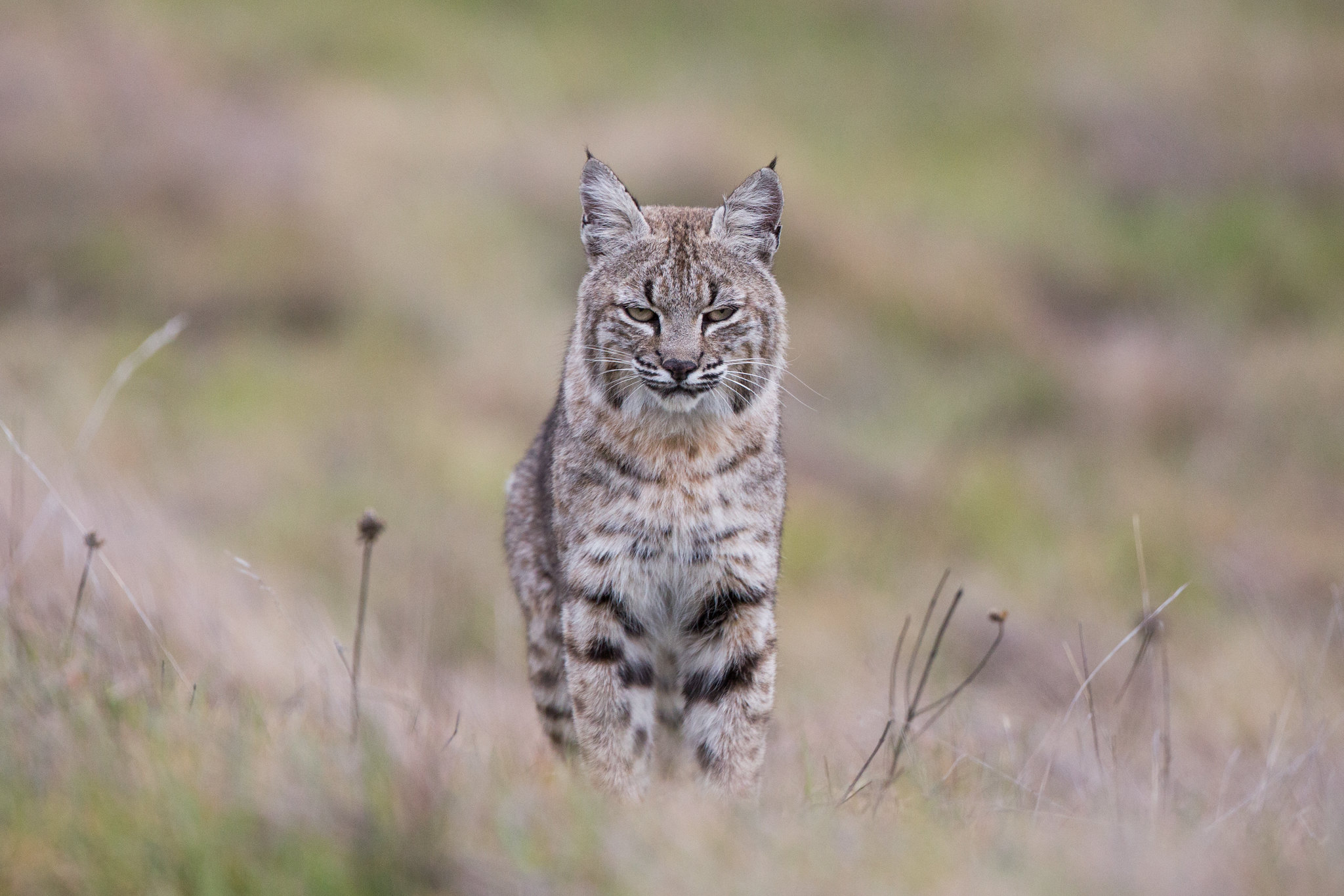 Бесплатное фото Большая кошка - Lynx lynx