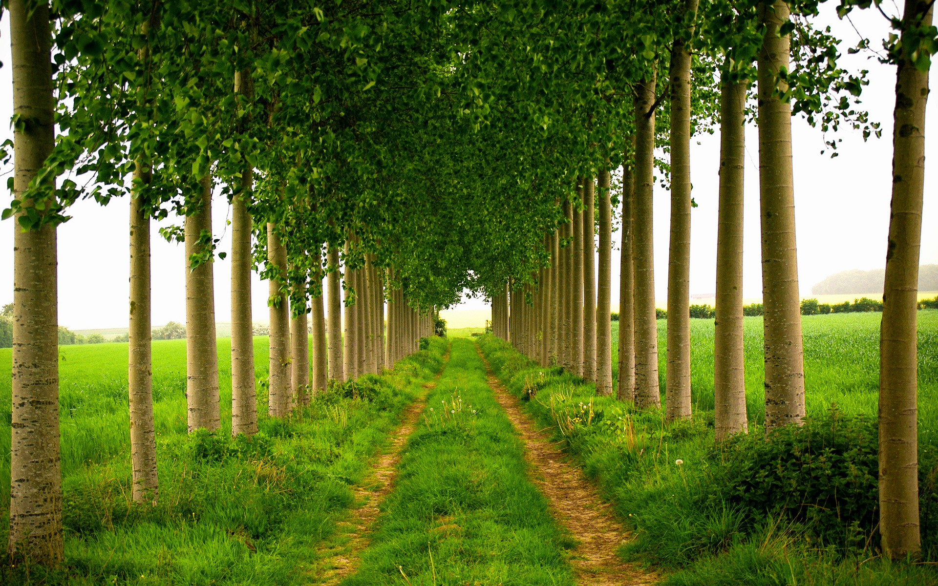 Деревья в поле вдоль дороги · бесплатное фото