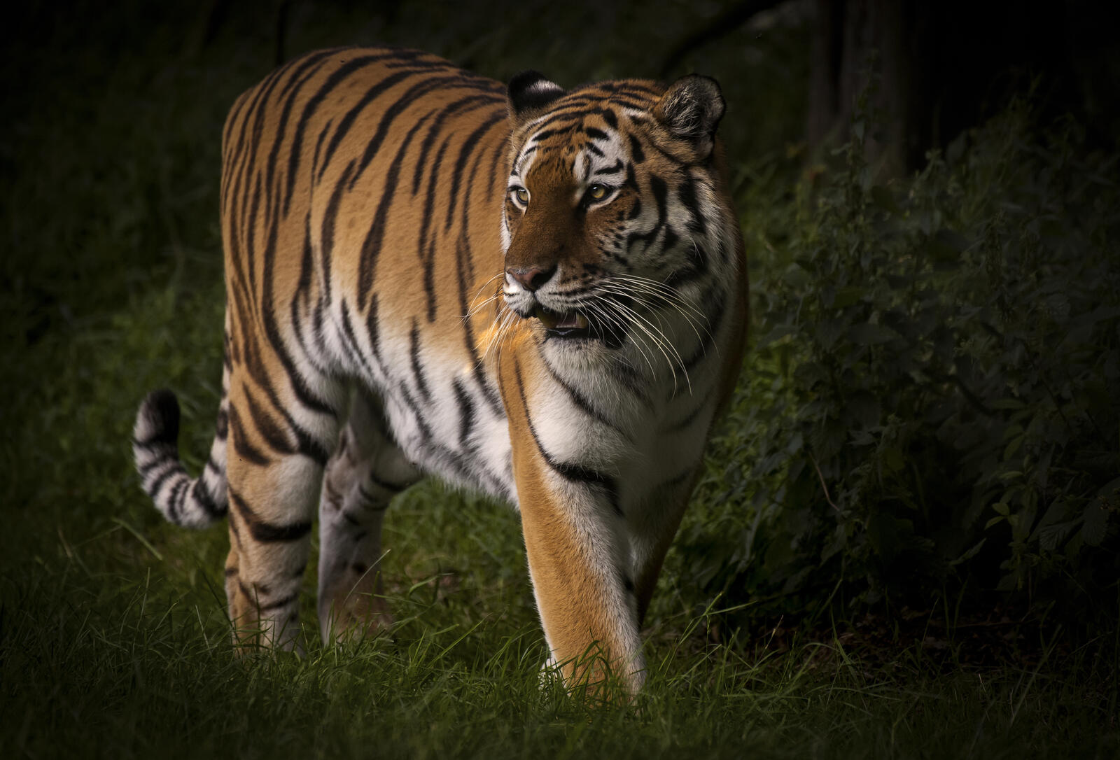 Бесплатное фото Картинка про амурский тигр, хищник