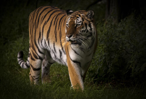 Картинка про амурский тигр, хищник