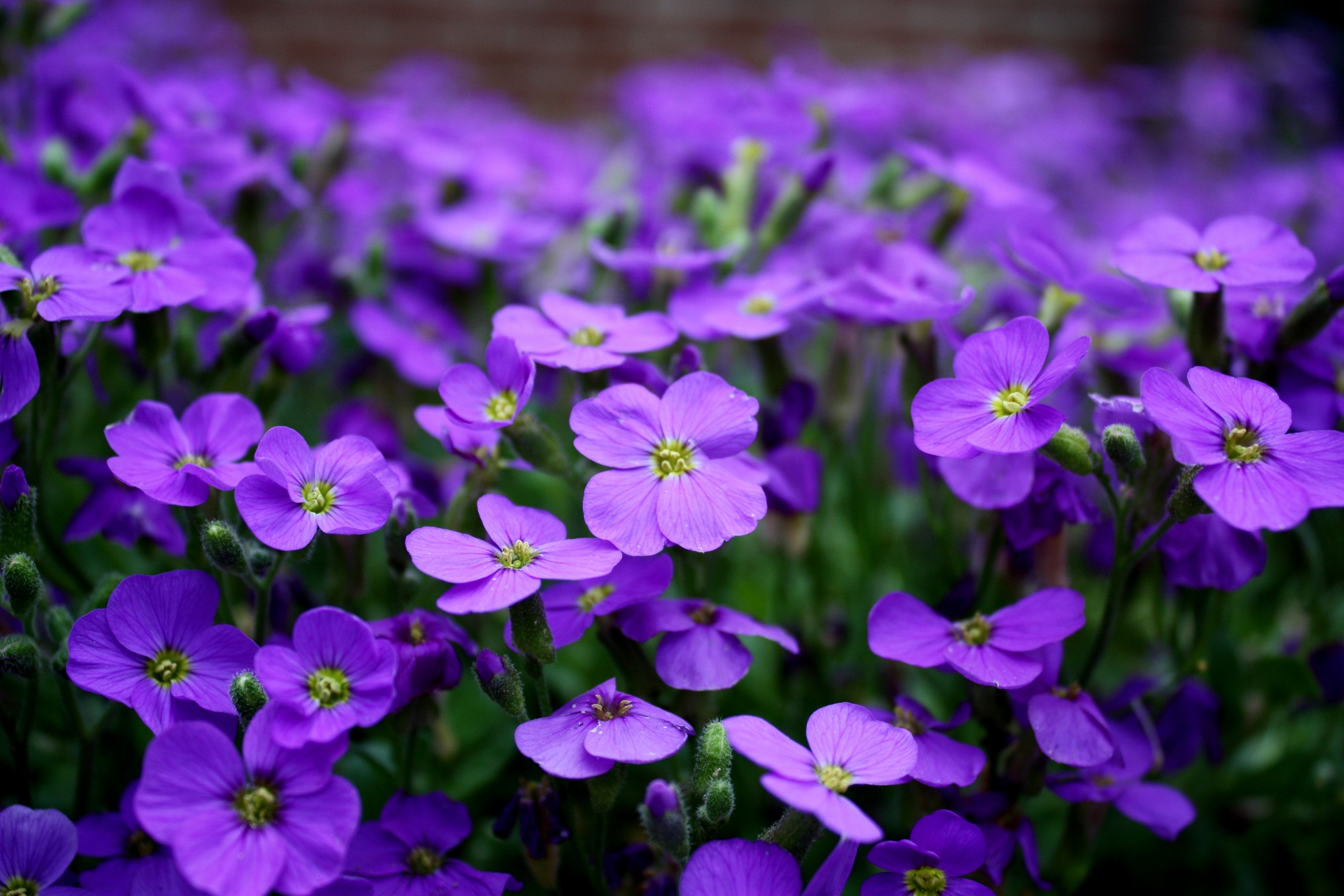 桌面上的壁纸鲜花 紫色 地被植物