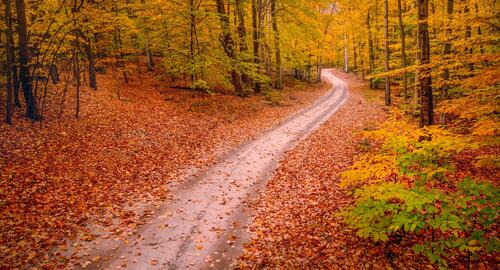 Autumn forest road in the woods