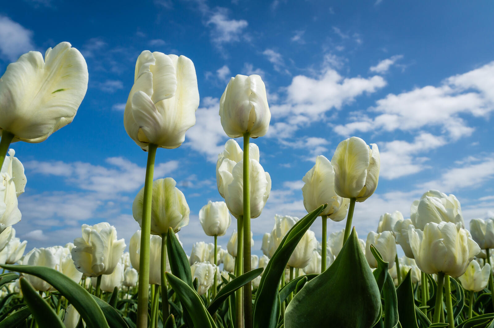 Wallpapers tulips white flowers white buds on the desktop
