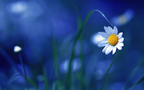 蓝色背景上的雏菊花