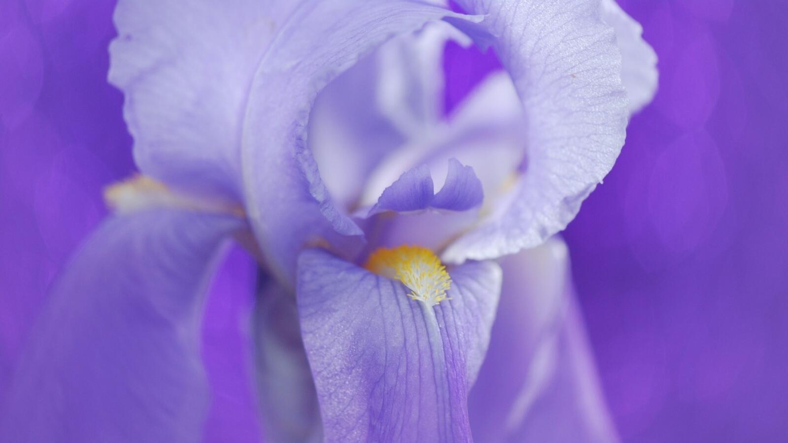 Wallpapers flower Bud iris on the desktop