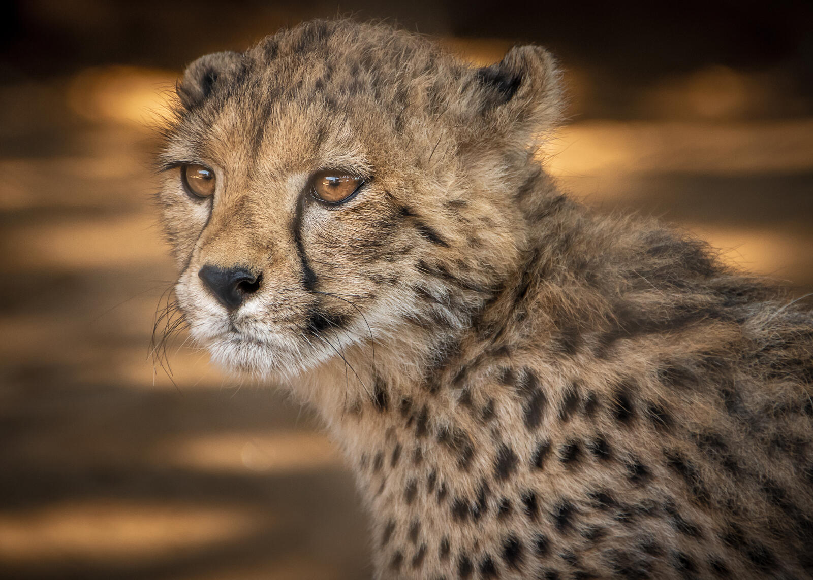 Wallpapers young Cheetah predator animal on the desktop
