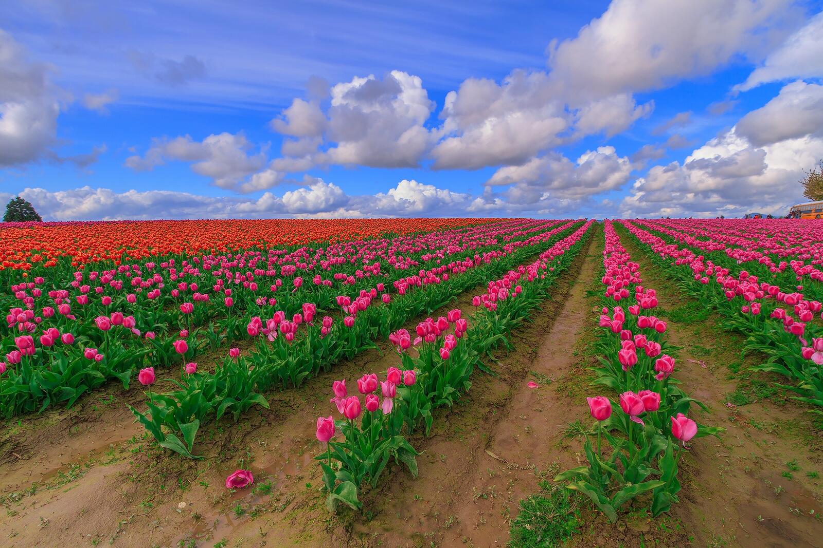 Wallpapers field tulips clouds on the desktop
