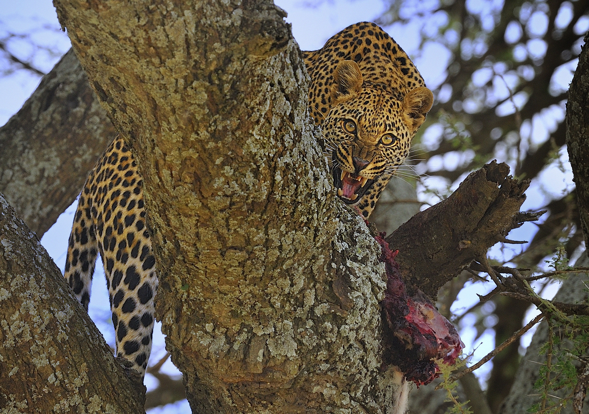 The best with leopards - free photo