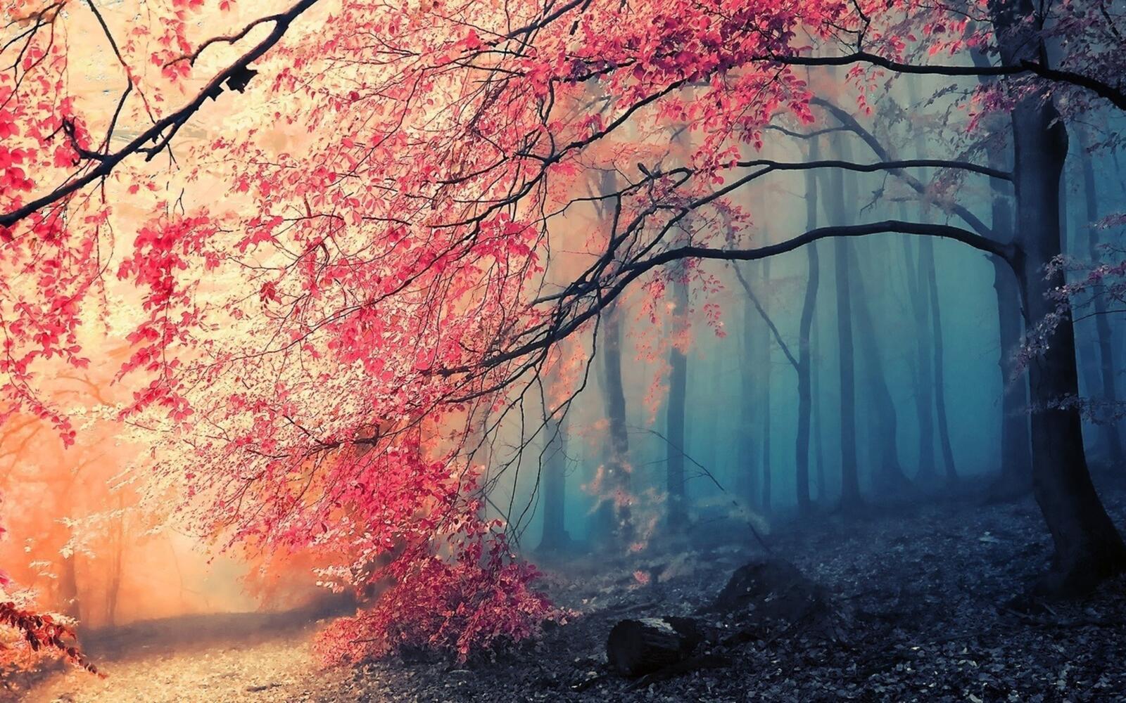 Бесплатное фото Розовый лес
