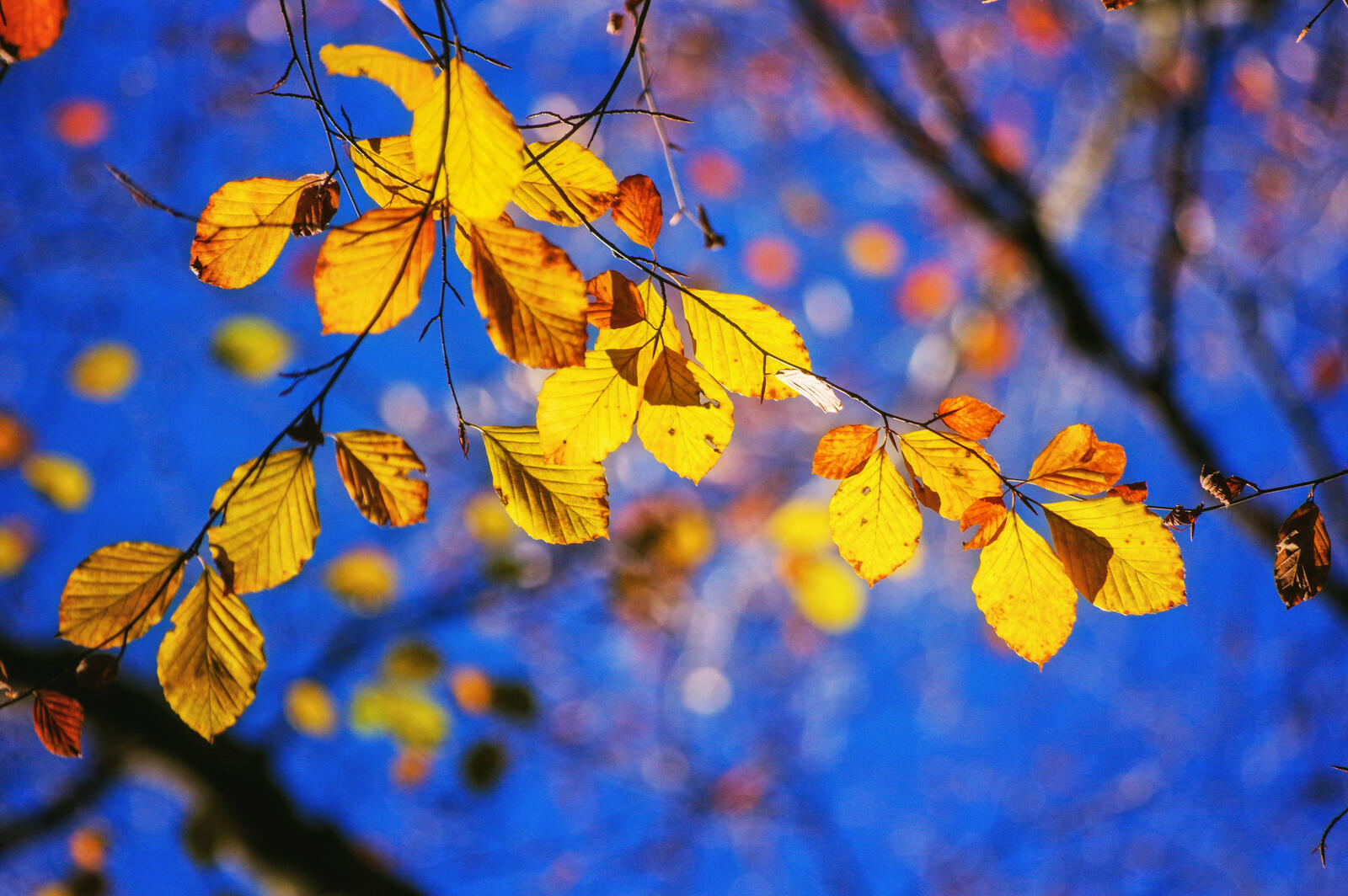Wallpapers leaves autumn colors branch on the desktop