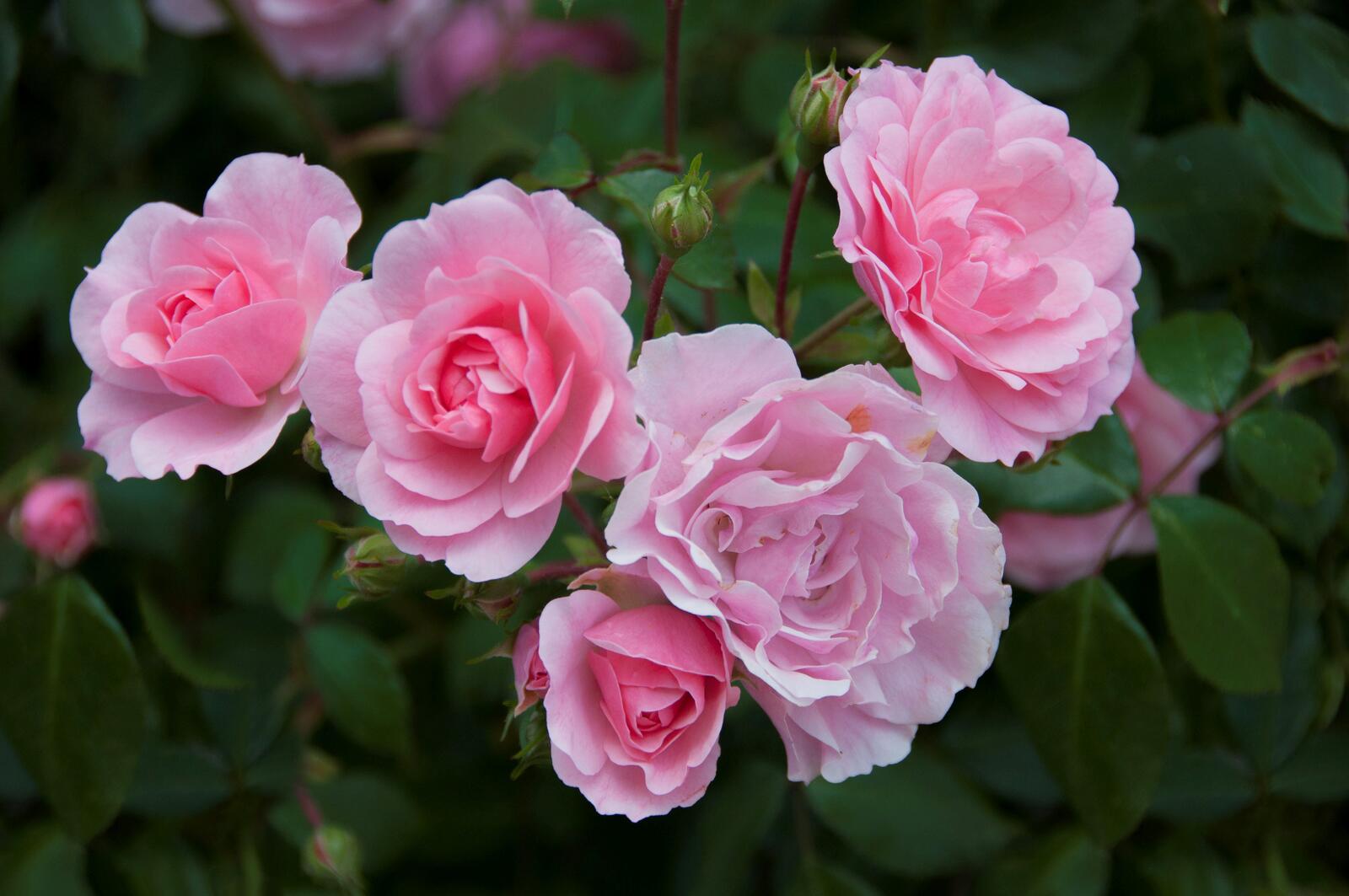 Обои цветочная композиция цветы розы на рабочий стол