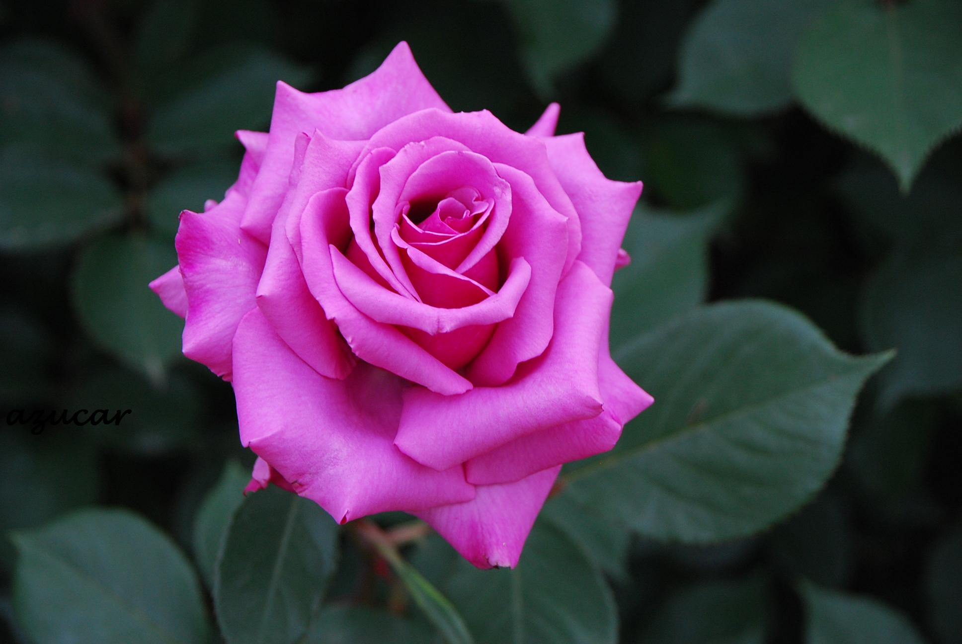 Роза необыкновенной красоты