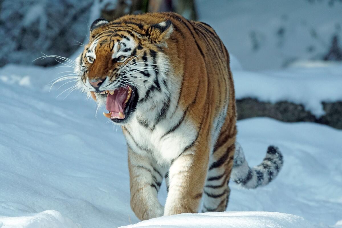 虎和雪堆