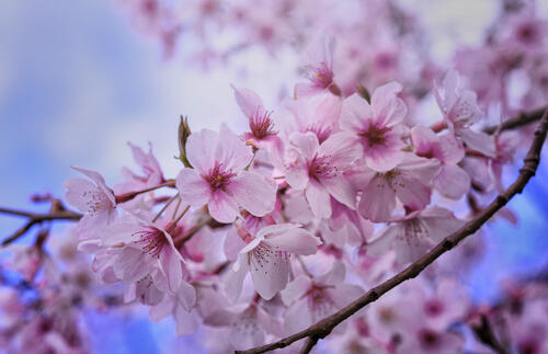 Розовые лепестки вишни · бесплатное фото
