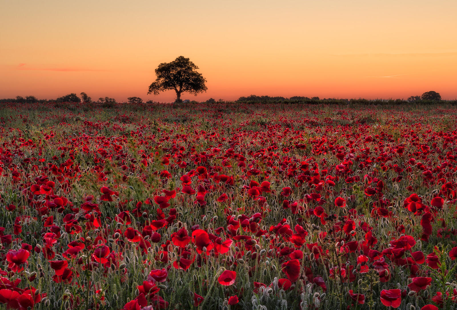 Wallpapers landscape poppies nature on the desktop