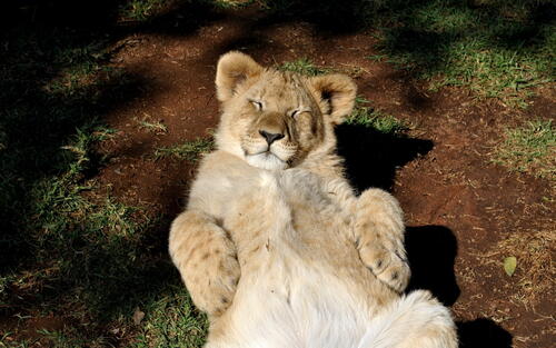 Lion basking to the top of the legs