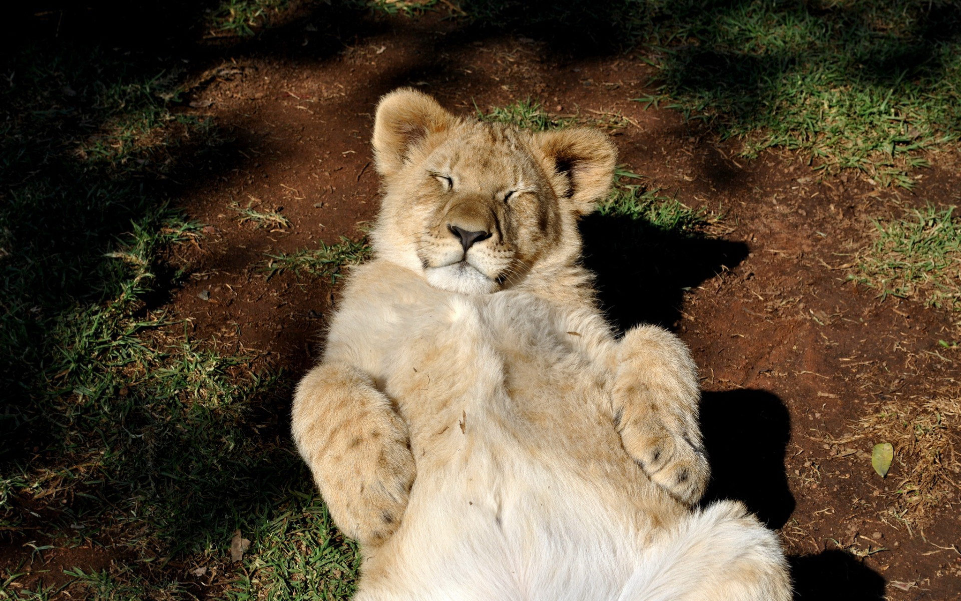 Lion basking to the top of the legs · free photo