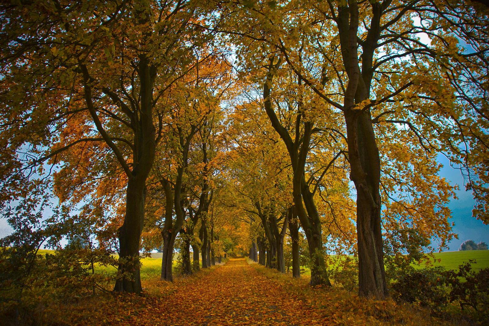Обои пейзаж осенний лес желтые листья на рабочий стол