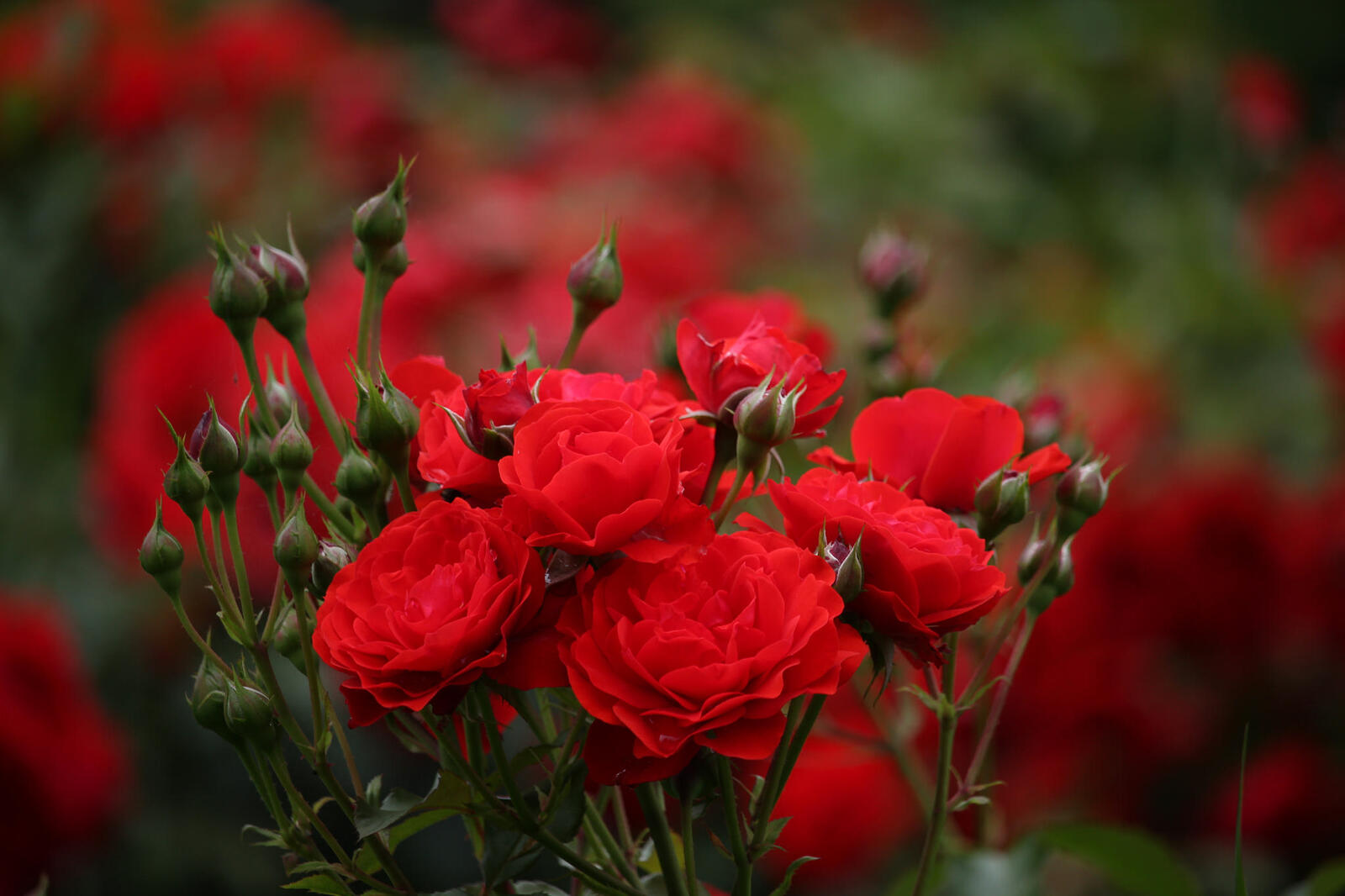 Обои розы цветочная композиция флора на рабочий стол
