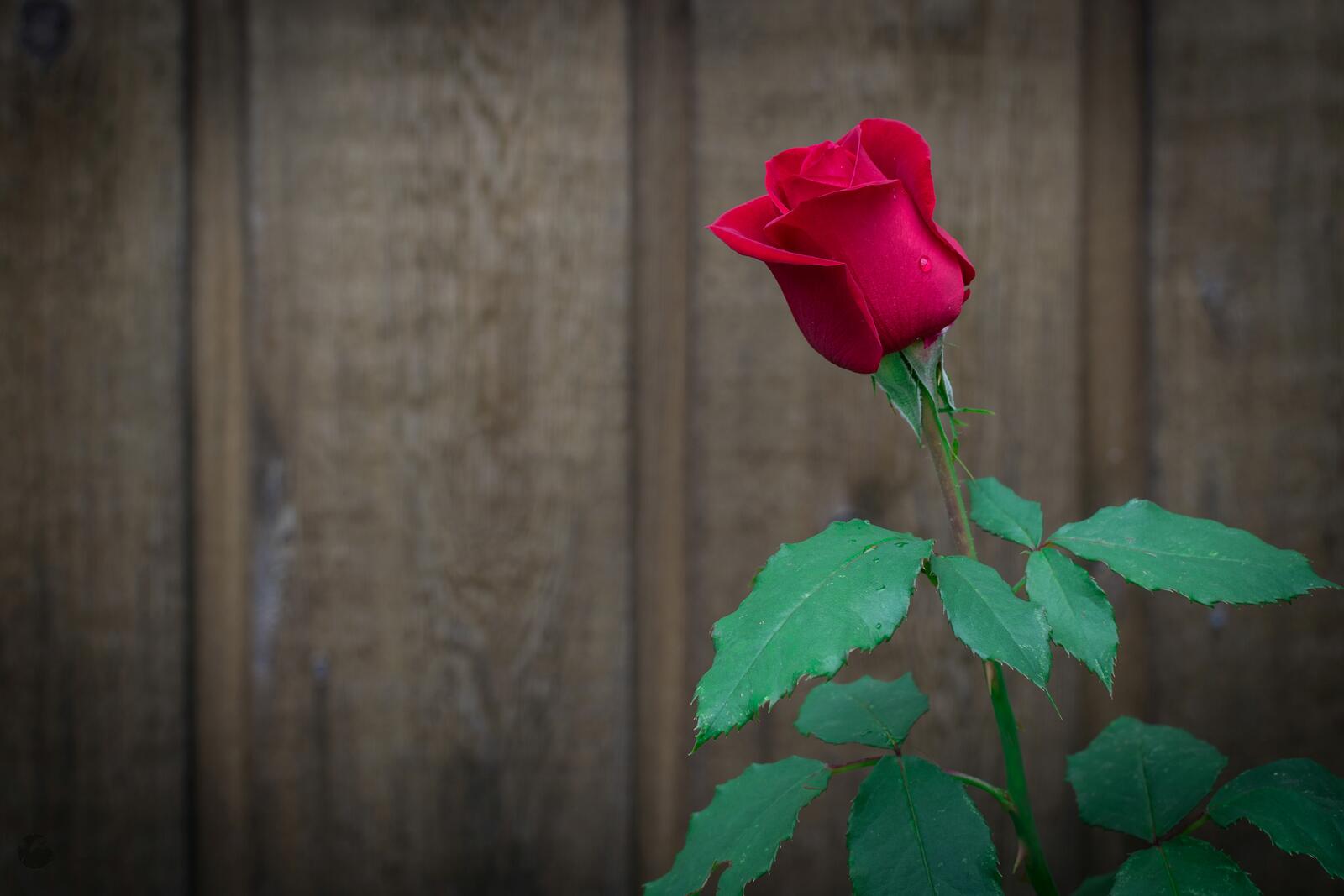 Обои красная роза розы цветок на рабочий стол