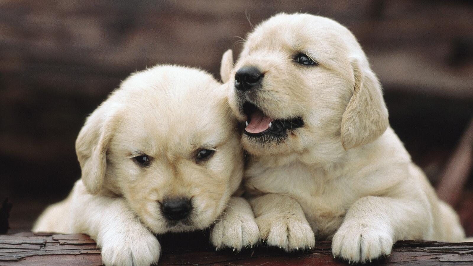 Wallpapers white puppies dogs sweet on the desktop