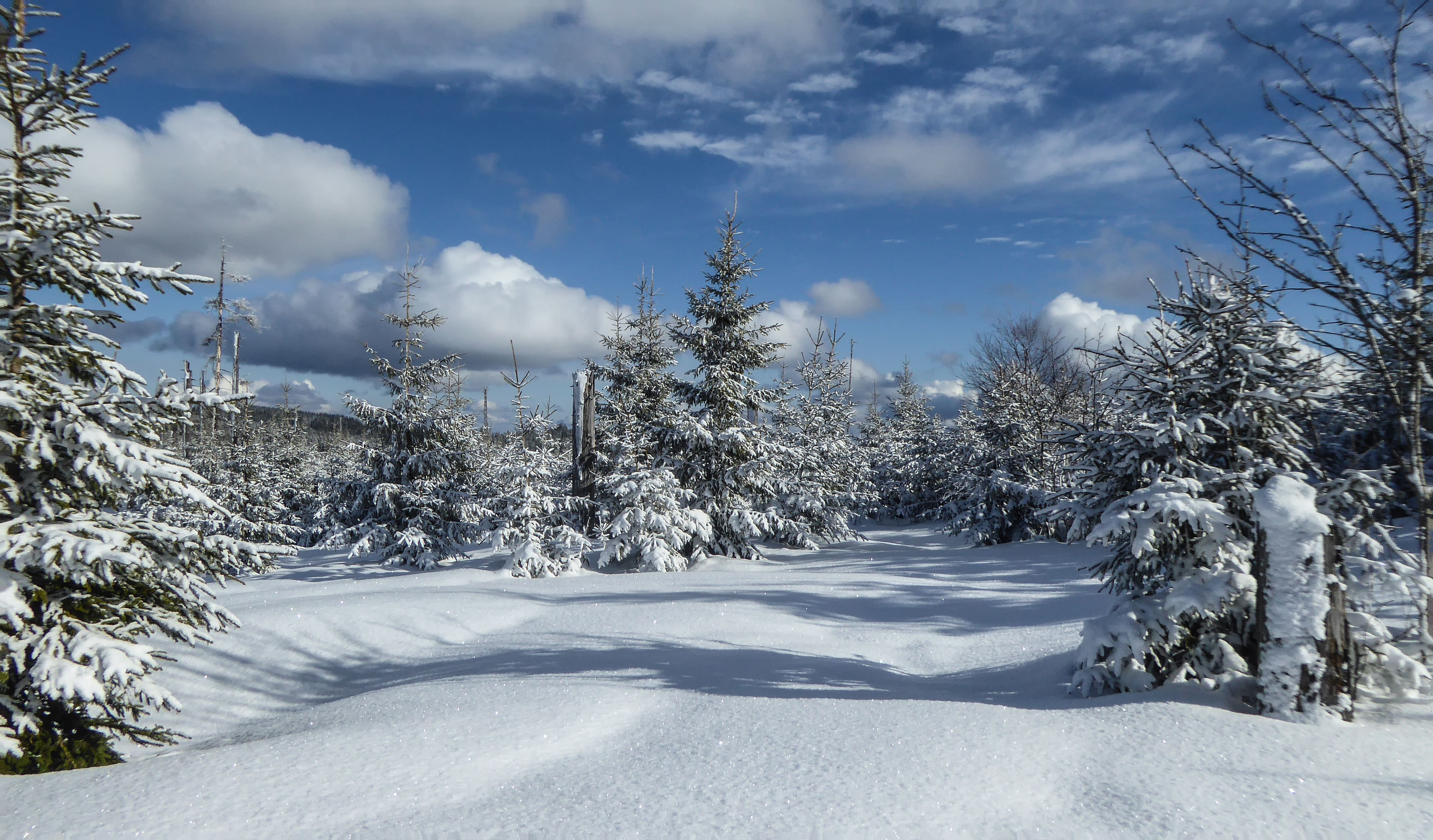 Вид зимы. Зимний лес. Зимняя природа. Панорама зимнего леса. Зима пейзаж.