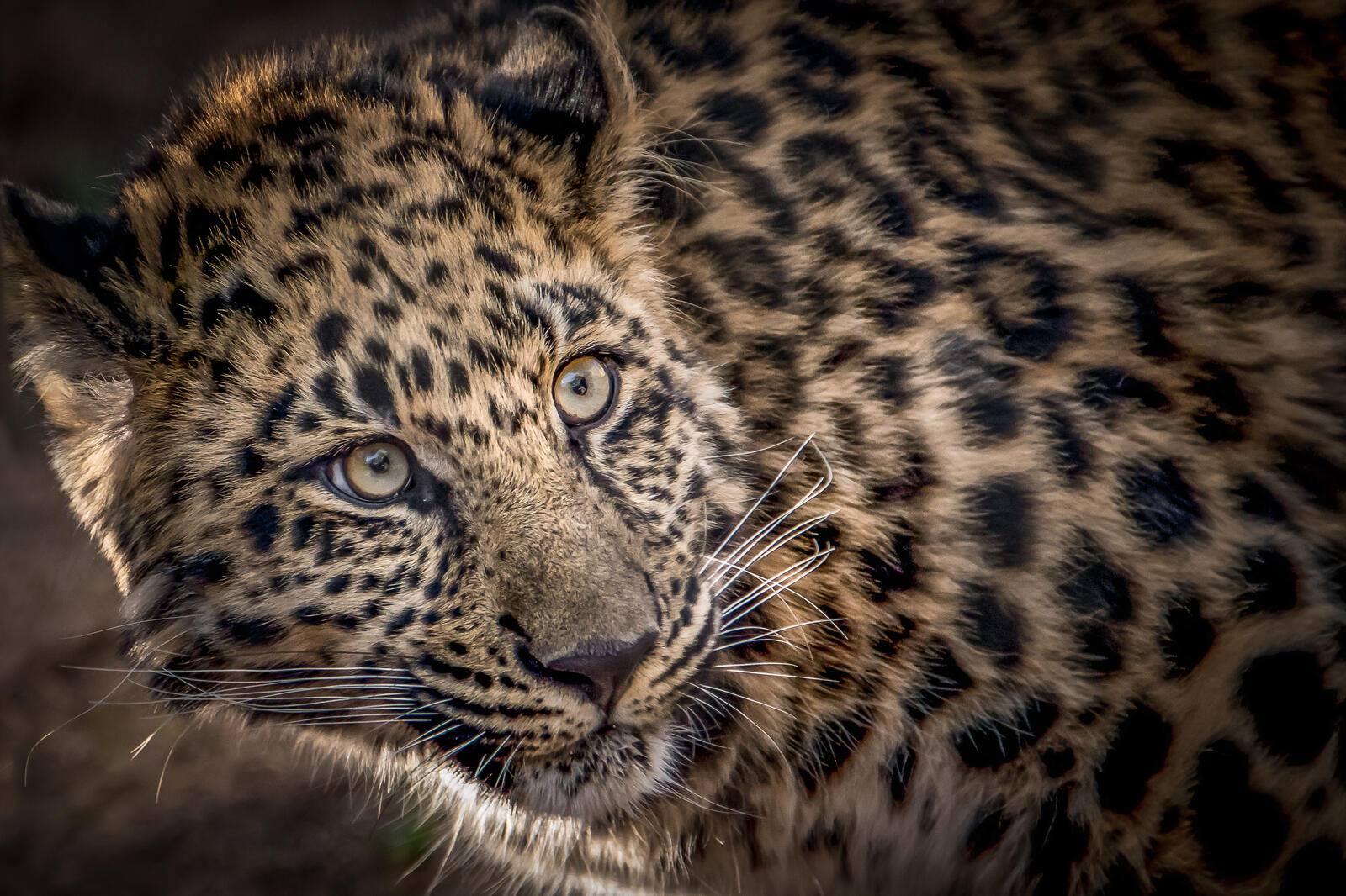 Бесплатное фото Фотографии леопарда