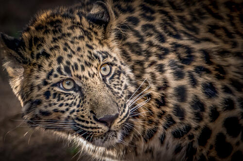 Фотографии леопарда
