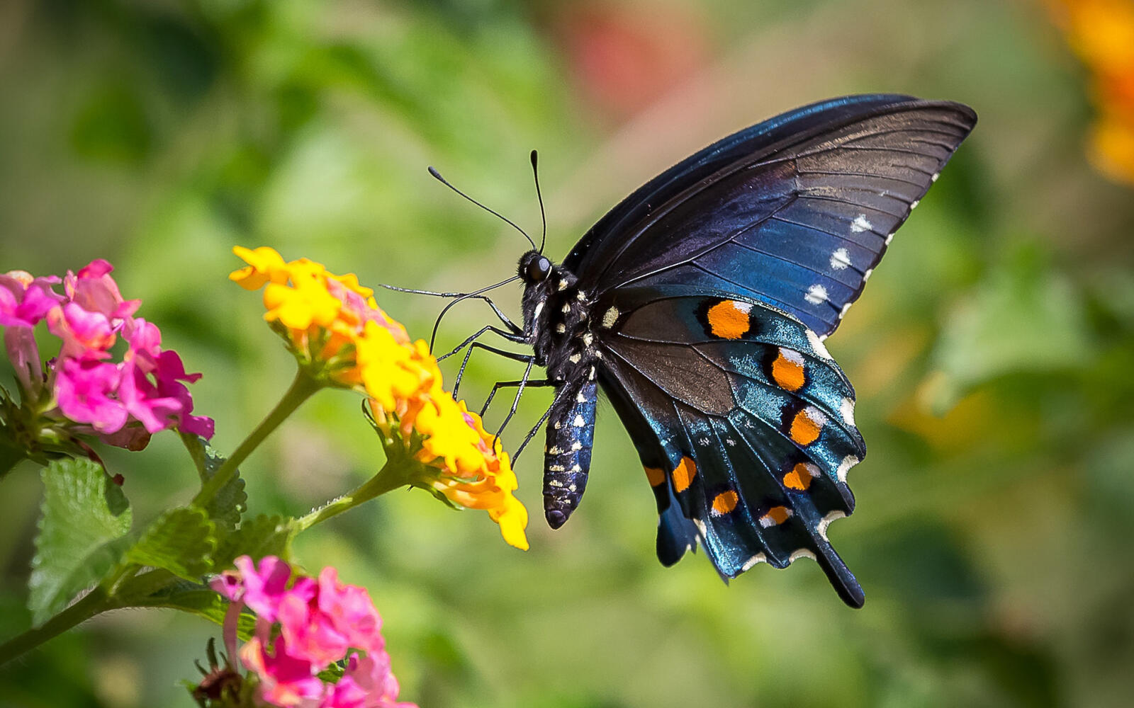 Wallpapers black butterfly insects wings on the desktop