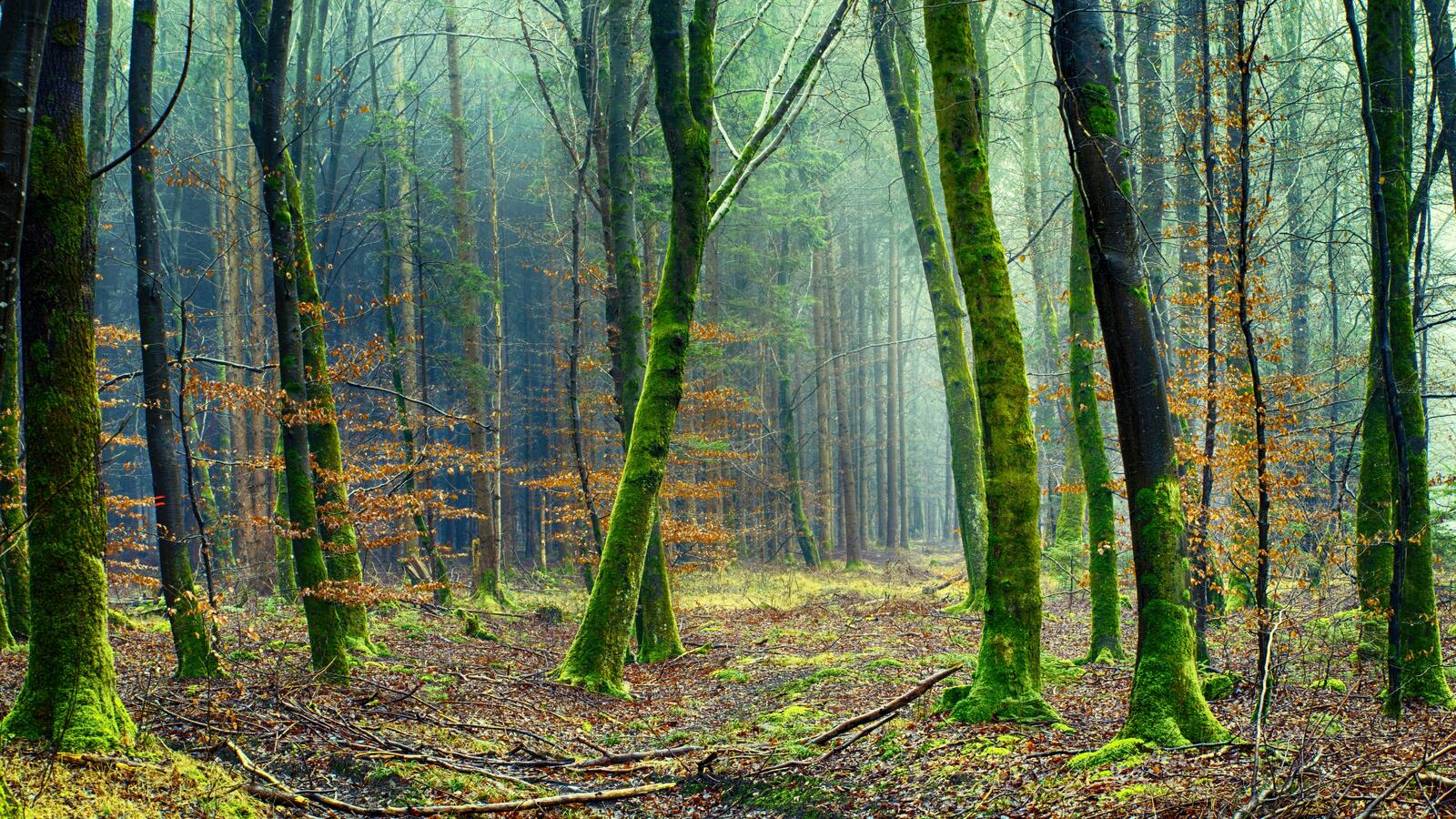 Wallpapers mood environment nature on the desktop