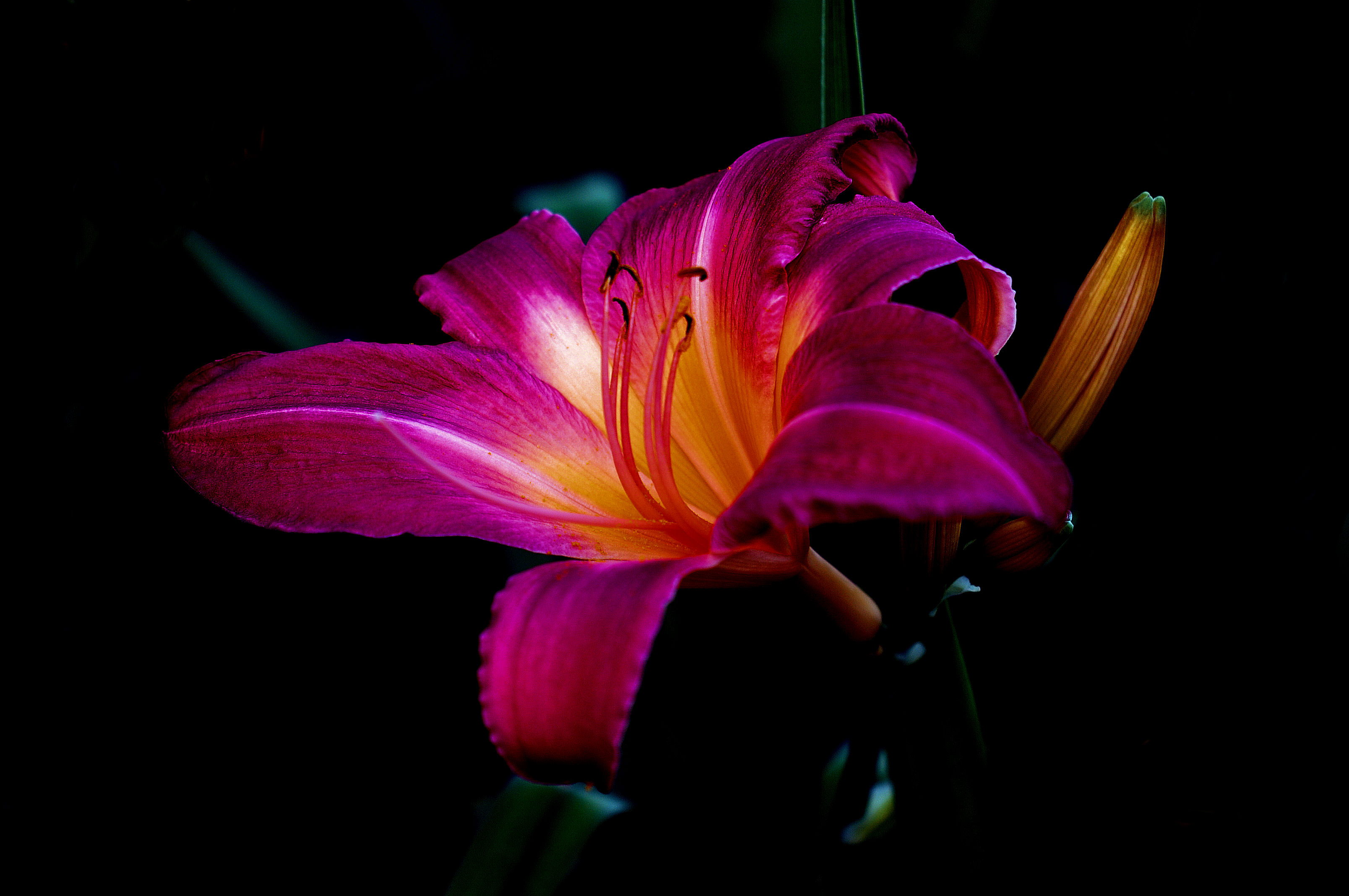 Обои флора цветочная композиция Lily на рабочий стол