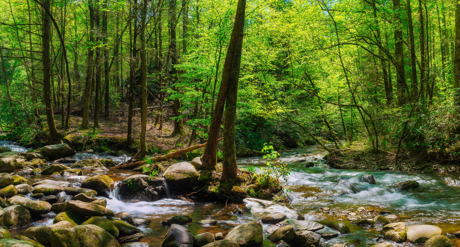 Wallpapers nature trees Great Smoky Mountains National Park on the desktop