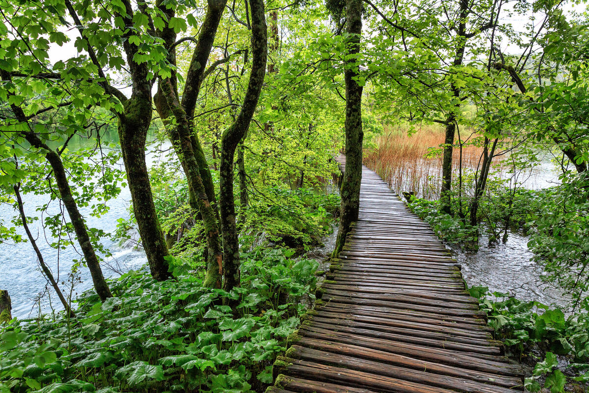 Деревянный мостик через озеро