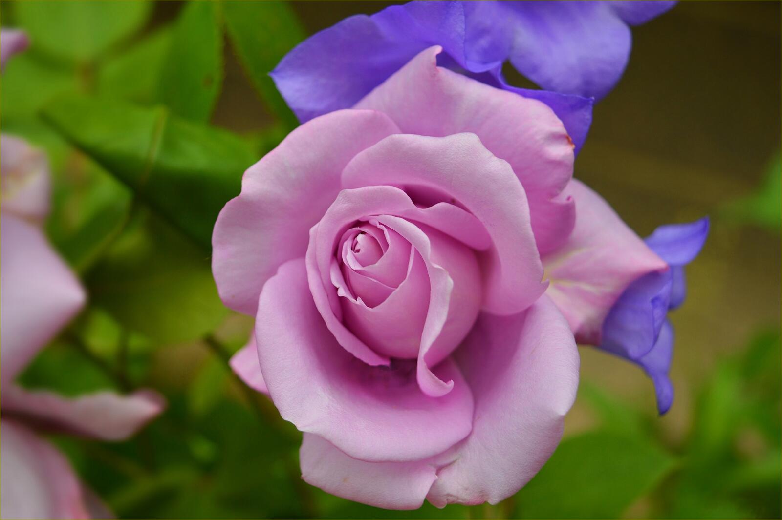 Обои розы цветущая цветочная на рабочий стол